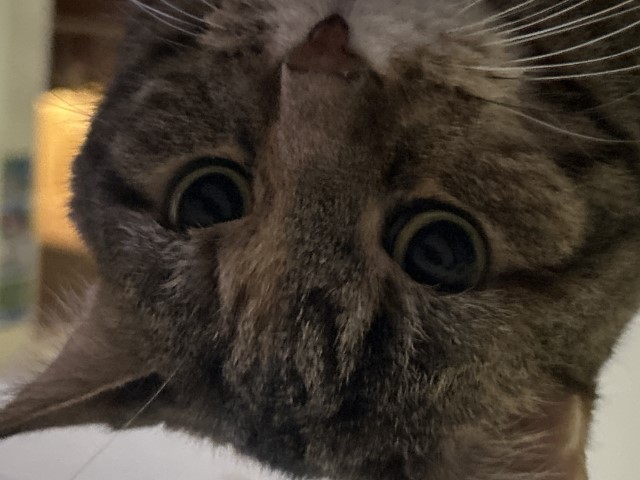 Image of a tabby cat with wide, wide eyes.